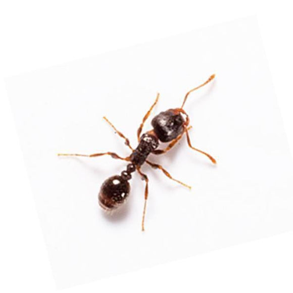 Ants-Bug Clinic