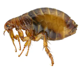 Fleas-Bug Clinic
