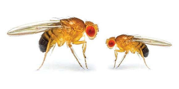 Fruit Flies-Bug Clinic