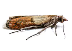 Pantry Pest-Bug Clinic