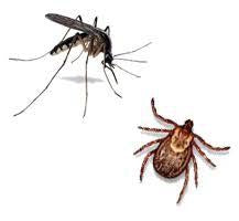 Mosquitos & Ticks-Bug Clinic