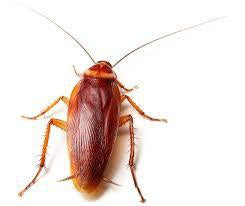 Cockroaches-Bug Clinic