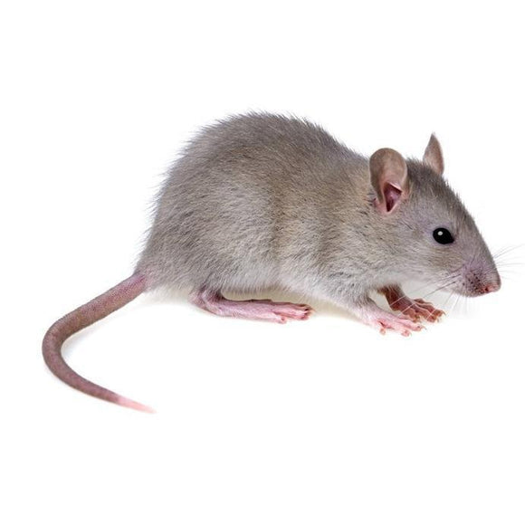 Mice / Rats-Bug Clinic